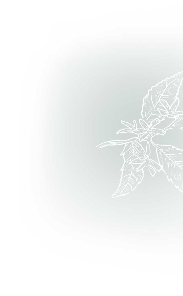 A deep teal green background featuring a white line illustration of a flowering branch on the right, and a ragged white area on the left.